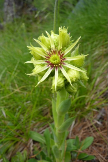 Молодило Вульфена / кам’яна троянда квітка