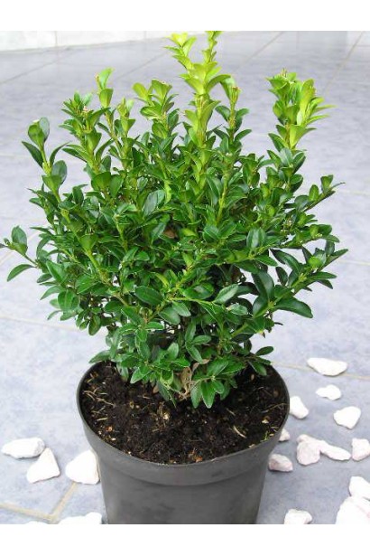 Саженцы Самшита вечнозеленого Арборесценс