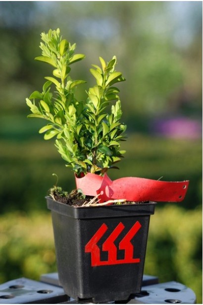 Самшит вечнозелёный Арборесценс / Древовидный’ 