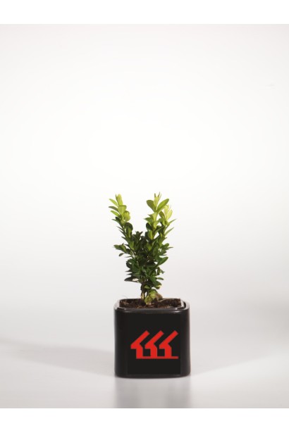 Buxus sempervirens Arborescens – универсальный куст для ландшафта