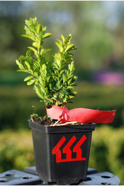 Самшит вечнозеленый – устойчив к формированию куст.