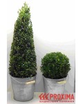 Самшит вечнозелёный 'Арборесценс' / 'Древовидный' | Buxus sempervirens 'Arborescens' | Самшит вічнозелений 'Арборесценс' / 'Деревовидний'