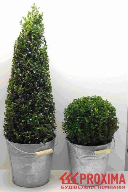 Самшит вечнозеленый – густолистный куст для топиара.