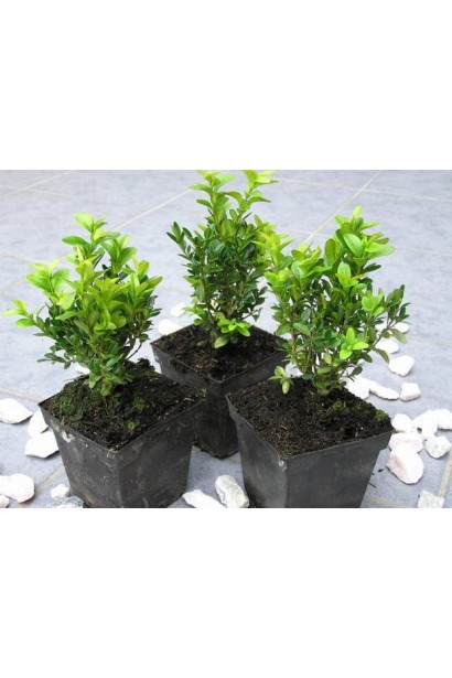 Buxus sempervirens Arborescens – универсальный куст для ландшафта