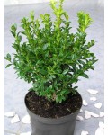 Самшит вічнозелений Арборесценс / Деревовидний | Buxus sempervirens Arborescens | Самшит вечнозелёный Арборесценс / Древовидный