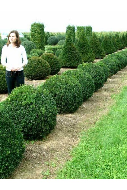 Самшит вечнозеленый Арборесценс шаровидный