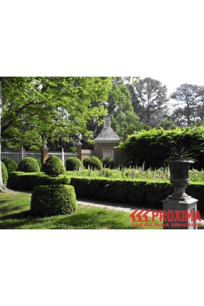 Самшит Арборесценс – идеальный вариант для живой изгороди