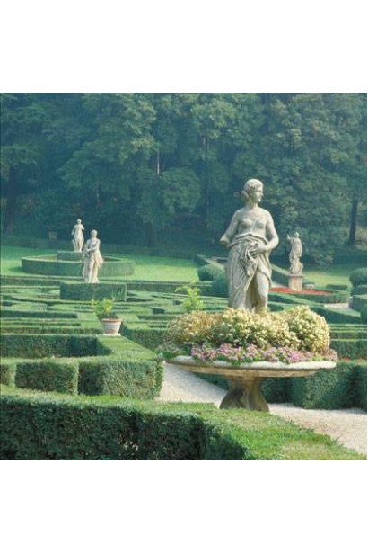 Buxus sempervirens Arborescens