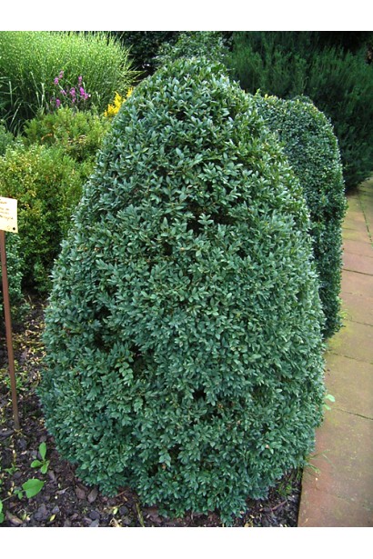 Самшит Арборесценс– классический выбор для дизайна