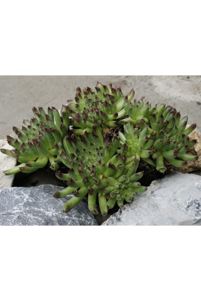 Молодило покрівельне Оддіті | Sempervivum tectorum Oddity | Молодило кровельное Оддити