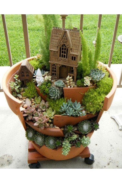 Молодило покрівельне Оддіті | Sempervivum tectorum Oddity | Молодило кровельное Оддити