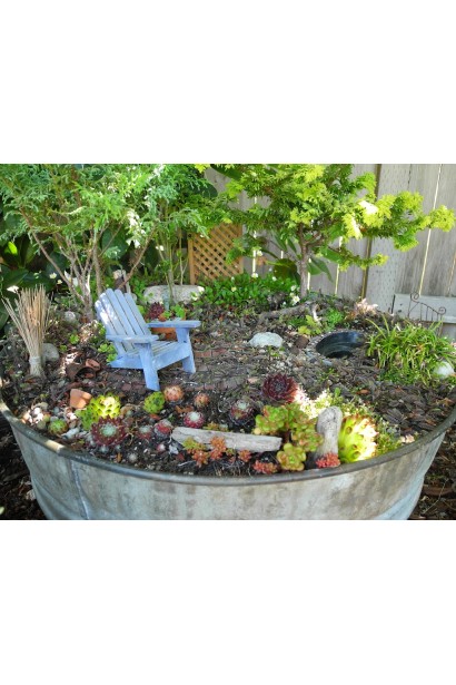 Молодило покрівельне Оддіті | Sempervivum tectorum Oddity | Молодило кровельное Оддити