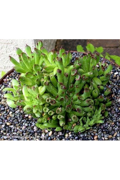 Молодило покрівельне Оддіті | Sempervivum tectorum Oddity | Молодило кровельное Оддити