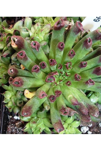 Молодило покрівельне Оддіті | Sempervivum tectorum Oddity | Молодило кровельное Оддити