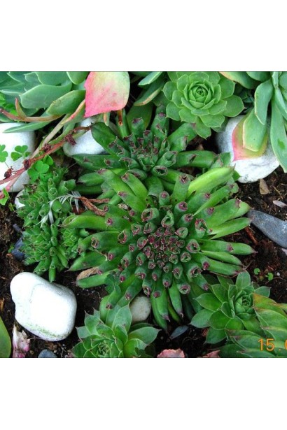 Молодило покрівельне Оддіті | Sempervivum tectorum Oddity | Молодило кровельное Оддити