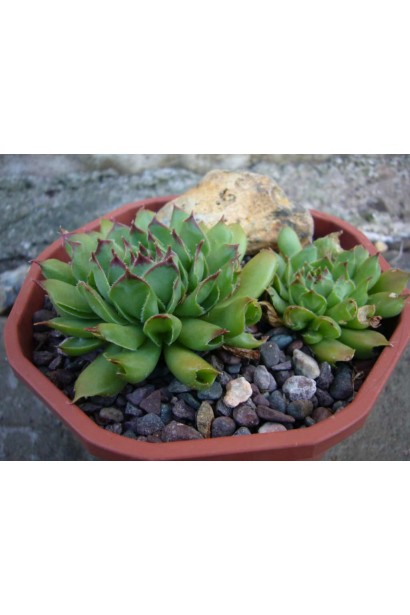 Молодило покрівельне Оддіті | Sempervivum tectorum Oddity | Молодило кровельное Оддити