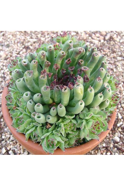 Молодило покрівельне Оддіті | Sempervivum tectorum Oddity | Молодило кровельное Оддити