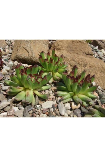 Молодило покрівельне Оддіті | Sempervivum tectorum Oddity | Молодило кровельное Оддити