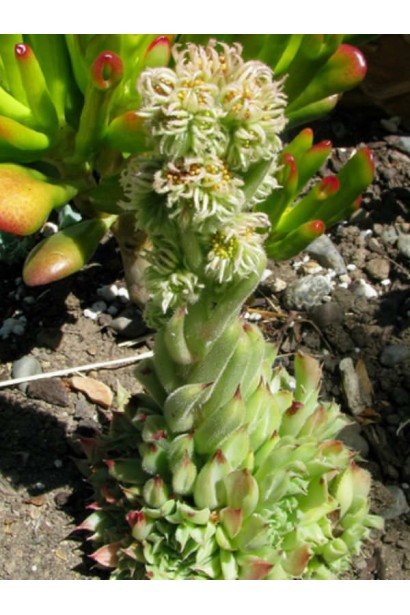 Молодило покрівельне Оддіті | Sempervivum tectorum Oddity | Молодило кровельное Оддити