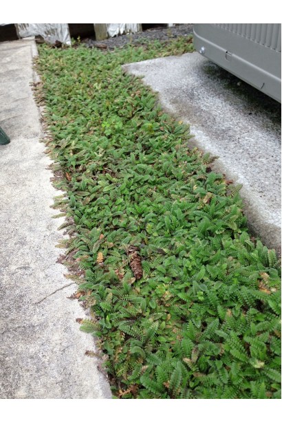 Лептінелла шорстка