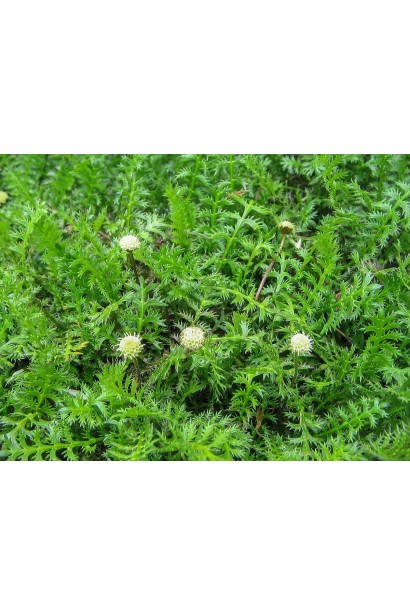 Котула шорстка дрібні жовто-зелені квіти