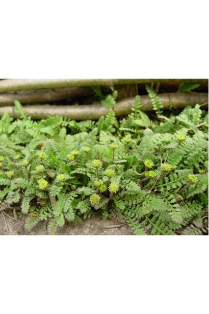 Котула шорстка 