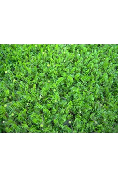 Котула шорстка перисте темно-зелене листя