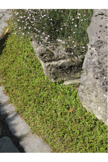 Котула шорстка грунтопокривна рослина