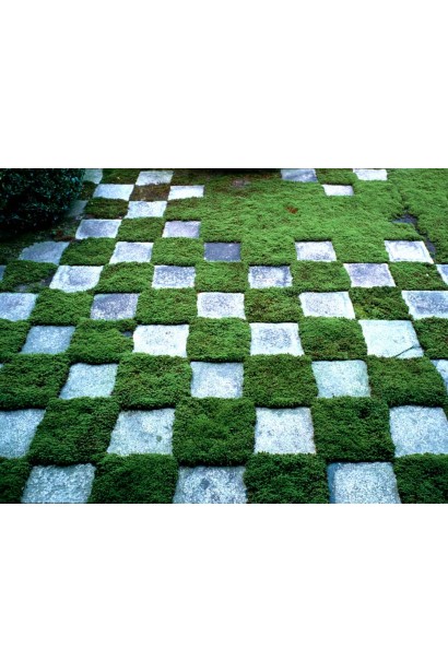 Котула шорстка між плитами у вигляді шахматної дошки