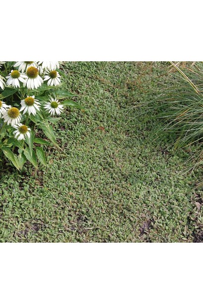 Котула шорстка коричнево-зеленого кольору восени