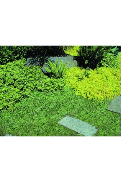 Котула шорстка в міксбордері