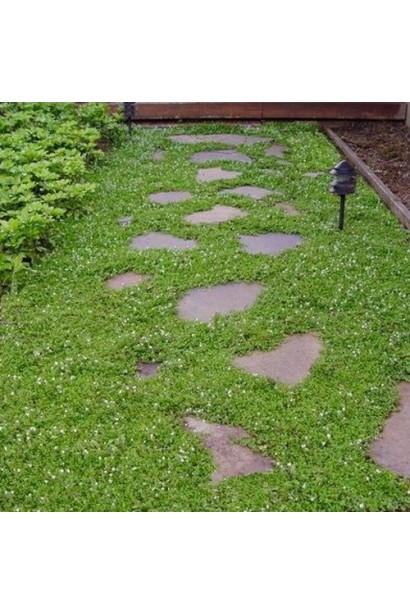 Зелений килим з котули шорсткої