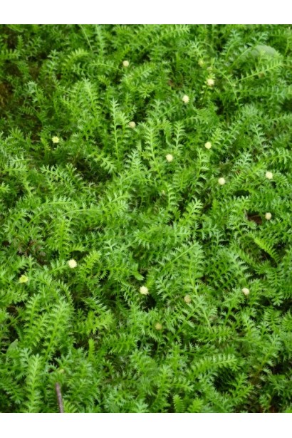 Котула шорстка повзучий багаторічник