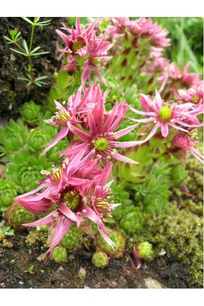Молодило гірське | Sempervivum montanum | Молодило горное