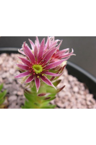 Молодило гірське | Sempervivum montanum | Молодило горное