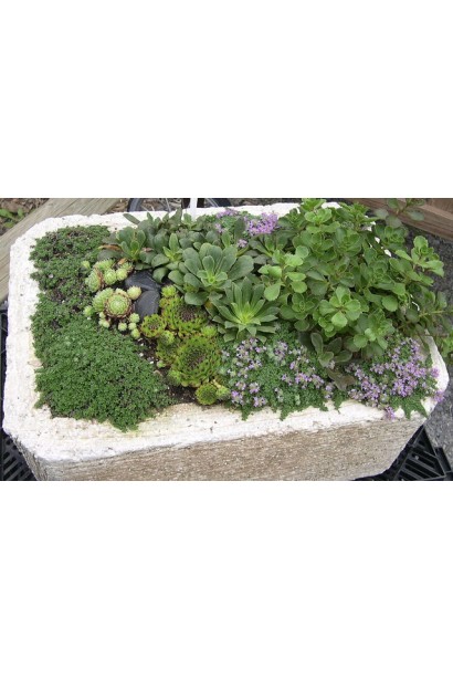 Молодило гірське | Sempervivum montanum | Молодило горное