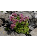 Молодило горное | Молодило гірське | Sempervivum montanum