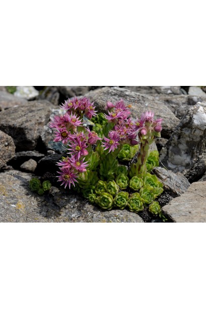 Молодило гірське | Sempervivum montanum | Молодило горное