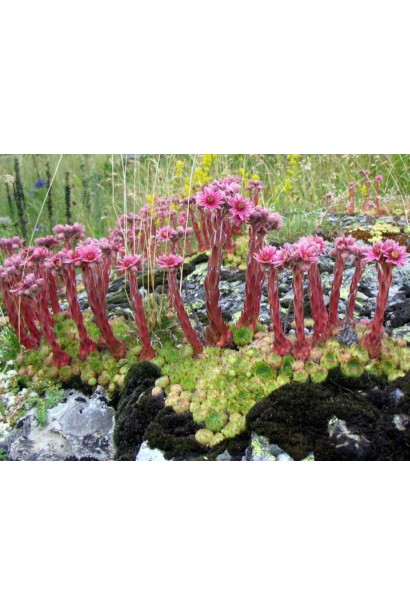 Молодило гірське | Sempervivum montanum | Молодило горное