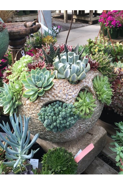 Молодило гірське | Sempervivum montanum | Молодило горное