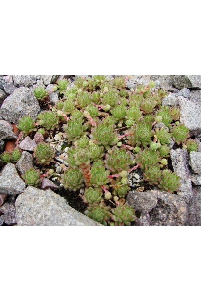 Молодило гірське | Sempervivum montanum | Молодило горное