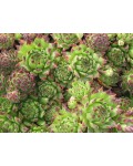 Молодило гірське | Sempervivum montanum | Молодило горное