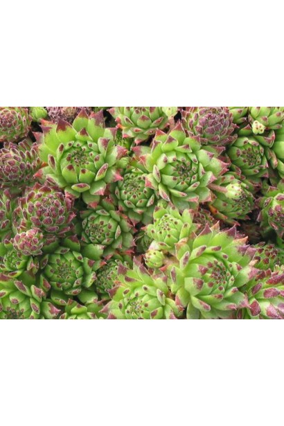 Молодило гірське | Sempervivum montanum | Молодило горное