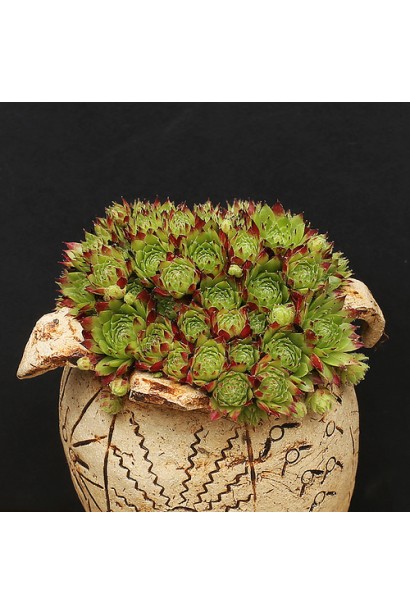 Молодило гірське | Sempervivum montanum | Молодило горное