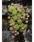 Молодило гірське | Sempervivum montanum | Молодило горное