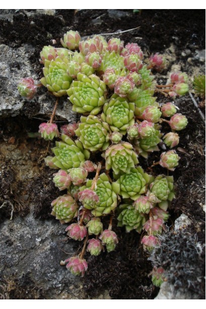 Молодило гірське | Sempervivum montanum | Молодило горное