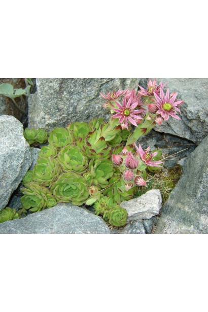 Молодило гірське | Sempervivum montanum | Молодило горное