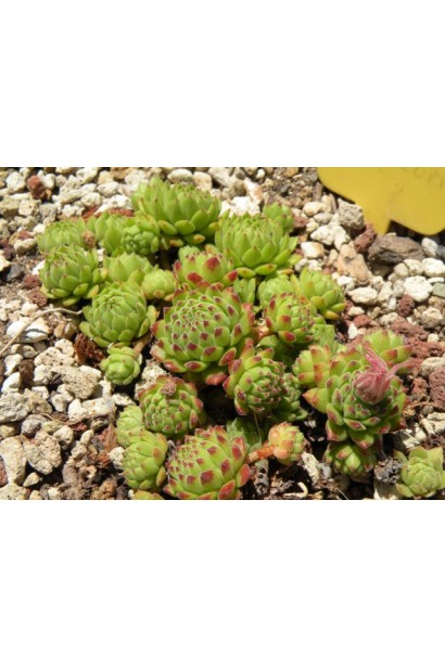 Молодило гірське | Sempervivum montanum | Молодило горное