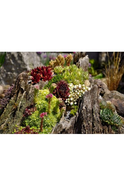 Молодило гірське | Sempervivum montanum | Молодило горное