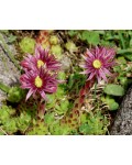 Молодило горное | Молодило гірське | Sempervivum montanum